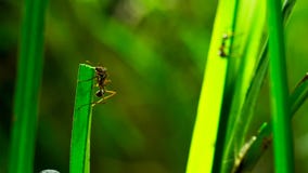 Les fourmis minuscules de herbe-coupeur coupent la lame et placentes dedans au jardin du champignon L'herbe putréfiée alimente le image stock Les fourmis minuscules de herbe-coupeur coupent la lame et placentes dedans au jardin du champignon L'herbe putréfiée alimente le image stock