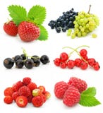 les fruits de ramassage de baie ont isolé mûr images stock les fruits de ramassage de baie ont isolé mûr images stock