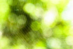 les gouttelettes proches de rosée engazonnent l'eau haute parfaite de matin de lame L'eau brillante se laisse tomber sur la toile Photos libres de droits les gouttelettes proches de rosée engazonnent l'eau haute parfaite de matin de lame L'eau brillante se laisse tomber sur la toile Photos libres de droits