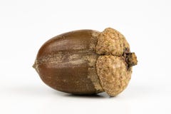 Les graines d'arbre ont appelé un chêne sur une table blanche Les glands ont empilé prochain t photos stock Les graines d'arbre ont appelé un chêne sur une table blanche Les glands ont empilé prochain t photos stock