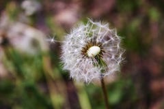 Les graines de pissenlit laissent la fleur sur laquelle elles se sont développées images stock Les graines de pissenlit laissent la fleur sur laquelle elles se sont développées images stock