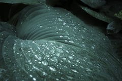 Les grandes feuilles géantes de vert bleu de Hosta et les fleurs blanches mûrissent et h photo libre de droits Les grandes feuilles géantes de vert bleu de Hosta et les fleurs blanches mûrissent et h photo libre de droits