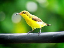 Les jugularis soutenus par l'olive de Cinnyris de sunbird, également connus sous le nom de sunbird jaune-gonflé, est des espèces photo libre de droits Les jugularis soutenus par l'olive de Cinnyris de sunbird, également connus sous le nom de sunbird jaune-gonflé, est des espèces photo libre de droits