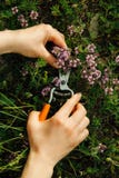 Les mains des femmes prenant des herbes de montagne photo libre de droits Les mains des femmes prenant des herbes de montagne photo libre de droits