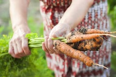 Les mains froissées d'une personne âgée tenir les carottes fraîches avec la terre et des dessus Récolte de carotte de plan rappro image stock Les mains froissées d'une personne âgée tenir les carottes fraîches avec la terre et des dessus Récolte de carotte de plan rappro image stock