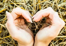 Les mains se sont pliées sous forme de coeur sur le fond de la paille photos stock Les mains se sont pliées sous forme de coeur sur le fond de la paille photos stock