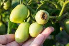 Les maladies de tomate Légumes malades dans le jardin Images stock Les maladies de tomate Légumes malades dans le jardin Images stock