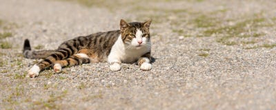 Les mensonges mignons de chat ont détendu sur un chemin et une observation images stock Les mensonges mignons de chat ont détendu sur un chemin et une observation images stock