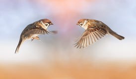 Les moineaux drôles d'oiseaux volent vers l'un l'autre, diffusion d'ailes photo libre de droits Les moineaux drôles d'oiseaux volent vers l'un l'autre, diffusion d'ailes photo libre de droits
