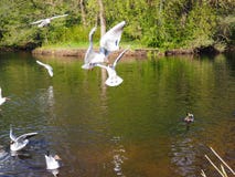 Les mouettes blanches sont vol au-dessus du lac photographie stock libre de droits Les mouettes blanches sont vol au-dessus du lac photographie stock libre de droits