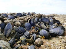 Les moules et les bernaches se ferment sur des roches de plage à marée basse photos libres de droits Les moules et les bernaches se ferment sur des roches de plage à marée basse photos libres de droits
