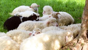 Les moutons pelucheux mignons frôlent dans le pré un jour ensoleillé Des animaux de troupeau sont développés sur les collines du clips vidéos Les moutons pelucheux mignons frôlent dans le pré un jour ensoleillé Des animaux de troupeau sont développés sur les collines du clips vidéos