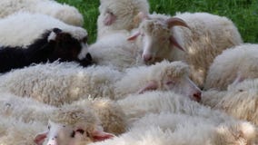Les moutons pelucheux mignons frôlent dans le pré un jour ensoleillé grand troupeau ou troupeau de moutons sur la station ou le r banque de vidéos Les moutons pelucheux mignons frôlent dans le pré un jour ensoleillé grand troupeau ou troupeau de moutons sur la station ou le r banque de vidéos