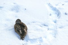 Les oiseaux gèlent en hiver Le canard a caché le bec photos stock Les oiseaux gèlent en hiver Le canard a caché le bec photos stock