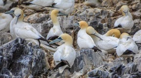 Les oiseaux marins du nord de bassanus de Morus de fous de Bassan chez Bass Rock, la plus grande colonie du monde des fous de Bas image stock Les oiseaux marins du nord de bassanus de Morus de fous de Bassan chez Bass Rock, la plus grande colonie du monde des fous de Bas image stock