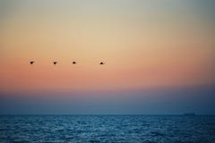 Les oiseaux silhouette le vol au-dessus de la mer contre le coucher du soleil, lever de soleil Image stock Les oiseaux silhouette le vol au-dessus de la mer contre le coucher du soleil, lever de soleil Image stock