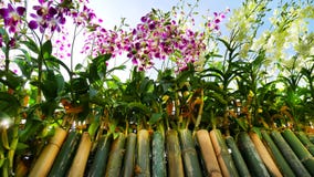 Les orchidées pourpres et blanches sur le bambou colle la barrière Viewed du fond photos libres de droits Les orchidées pourpres et blanches sur le bambou colle la barrière Viewed du fond photos libres de droits
