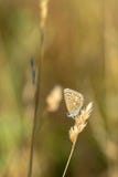 Les paires du papillon bleu commun Polyommatus Icare étaient perché sur une tête d'or de graine d'herbe pendant le coucher du sol photographie stock Les paires du papillon bleu commun Polyommatus Icare étaient perché sur une tête d'or de graine d'herbe pendant le coucher du sol photographie stock