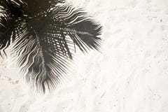 Les palmiers ont moulé des ombres sur le sable d'or lisse d'une plage tropicale à distance d'île dans la république Dominicana Image stock Les palmiers ont moulé des ombres sur le sable d'or lisse d'une plage tropicale à distance d'île dans la république Dominicana Image stock