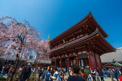 Les personnes non identifi?es visitent le temple de Sensoji avec des fleurs de cerisier dans Asakusa, Tokyo, Japon images stock Les personnes non identifi?es visitent le temple de Sensoji avec des fleurs de cerisier dans Asakusa, Tokyo, Japon images stock