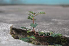 Les petits arbres mignons s'élèvent weeds photo stock Les petits arbres mignons s'élèvent weeds photo stock