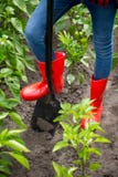 Les pieds dans des bottes en caoutchouc rouges sur le métal noir pellent au jardin Photos libres de droits Les pieds dans des bottes en caoutchouc rouges sur le métal noir pellent au jardin Photos libres de droits