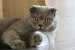 Les points de chat à vous image libre de droits Les points de chat à vous image libre de droits