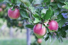 Les pommes rouges mûres se développent sur un pommier dans le jardin photo stock Les pommes rouges mûres se développent sur un pommier dans le jardin photo stock