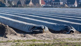 Les rangées sur les gisements blancs d'asperge couverts de feuille de plastique, commencent de la nouvelle saison d'asperge à la image libre de droits Les rangées sur les gisements blancs d'asperge couverts de feuille de plastique, commencent de la nouvelle saison d'asperge à la image libre de droits
