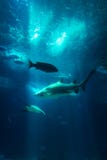 Les rayons sous-marins de Sun de requin de poissons de vue d'aquarium par l'eau vont le faire images libres de droits Les rayons sous-marins de Sun de requin de poissons de vue d'aquarium par l'eau vont le faire images libres de droits