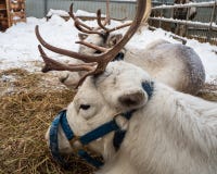 Les rennes attendent l'équipe pour porter Santa Claus à Novosibirsk, Russie image stock Les rennes attendent l'équipe pour porter Santa Claus à Novosibirsk, Russie image stock
