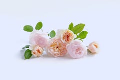 Les roses anglaises ont isolé le bonbon pour le jour du ` s de Valentine, sur le fond de blanc de vintage images libres de droits Les roses anglaises ont isolé le bonbon pour le jour du ` s de Valentine, sur le fond de blanc de vintage images libres de droits