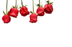 Les roses fraîches de couleur rouge d'isolement sur le fond blanc pour la Saint-Valentin photographie stock libre de droits Les roses fraîches de couleur rouge d'isolement sur le fond blanc pour la Saint-Valentin photographie stock libre de droits