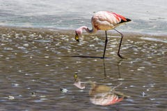 Les réflexions d'Uyuni sont l'une des choses les plus étonnantes qu'un photographe peut voir Ici nous pouvons voir comment le lev photos libres de droits Les réflexions d'Uyuni sont l'une des choses les plus étonnantes qu'un photographe peut voir Ici nous pouvons voir comment le lev photos libres de droits