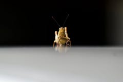 Les sauterelles sont des insectes herbivores qui ont des antennes et sont généralement envolées photo libre de droits Les sauterelles sont des insectes herbivores qui ont des antennes et sont généralement envolées photo libre de droits