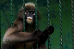 Les singes sont emprisonnés dans une cage en acier et montrent la cruauté de l'humanité images libres de droits Les singes sont emprisonnés dans une cage en acier et montrent la cruauté de l'humanité images libres de droits