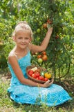 Les tomates de cueillette de jeune fille pendant l'été font du jardinage image stock Les tomates de cueillette de jeune fille pendant l'été font du jardinage image stock