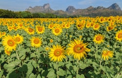 Les tournesols mettent en place la ferme dans Lop Buri photos libres de droits Les tournesols mettent en place la ferme dans Lop Buri photos libres de droits