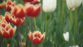 Les tulipes rouges se ferment vers le haut Les tulipes rouges se ferment vers le haut