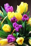 Les tulipes se ferment vers le haut images libres de droits Les tulipes se ferment vers le haut images libres de droits