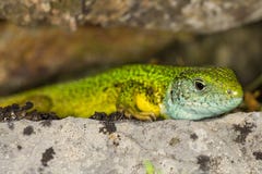 Les viridis de Lacerta prend un bain de soleil sur la roche photographie stock Les viridis de Lacerta prend un bain de soleil sur la roche photographie stock