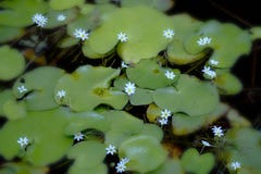 Les wildflowers blancs se développent le long des lacs de lis, image libre de droits Les wildflowers blancs se développent le long des lacs de lis, image libre de droits