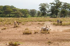 Les zèbres roulant dans la poussière dans la savane d'Amboseli se garent en K photo stock Les zèbres roulant dans la poussière dans la savane d'Amboseli se garent en K photo stock
