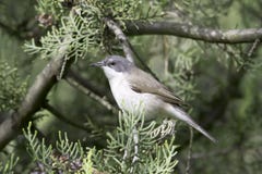 Lesser cierniówka w naturalnym siedlisku - zakończenie up, Sylvia curruca/ Zdjęcie Stock Lesser cierniówka w naturalnym siedlisku - zakończenie up, Sylvia curruca/ Zdjęcie Stock