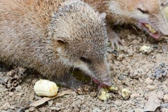 Lesser Hedgehog Tenrec, telfairi del Echinops imagen de archivo Lesser Hedgehog Tenrec, telfairi del Echinops imagen de archivo