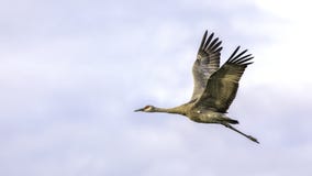 Lesser Sandhill Crane Flying In Alaska Stock Image