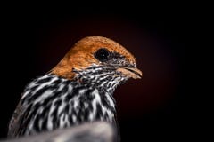 Lesser Striped Swallow stock image Lesser Striped Swallow stock image