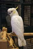 Lesser Sulphur-Crested Cockatoo Royalty Free Stock Photo
