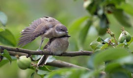 Lesser whitethroats brother and sister in wings exercise royalty free stock image Lesser whitethroats brother and sister in wings exercise royalty free stock image