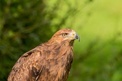 Lesser Łaciasty Eagle Aquila pomarina obraz royalty free Lesser Łaciasty Eagle Aquila pomarina obraz royalty free